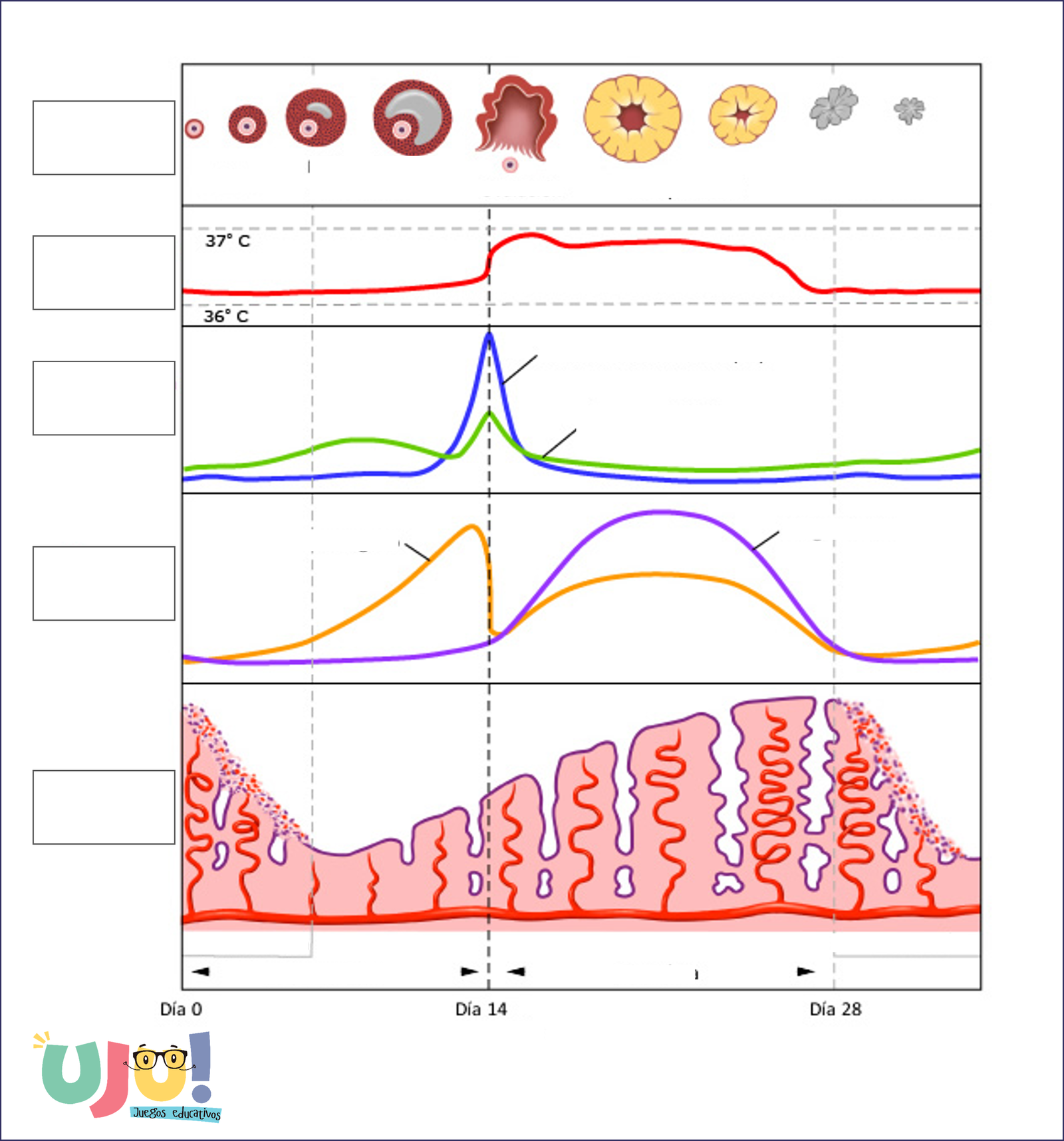 Lona personalizada, Uju Juegos Educativos